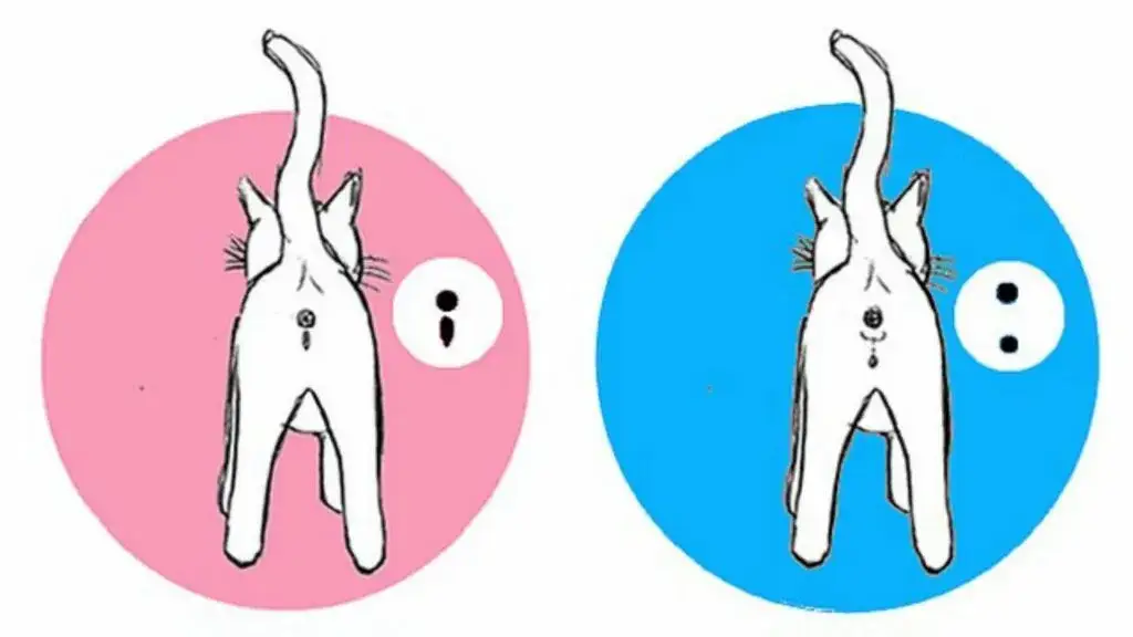 r&oacute;żnice w budowie anatomicznej kotka i kocurka grafika por&oacute;wnawcza