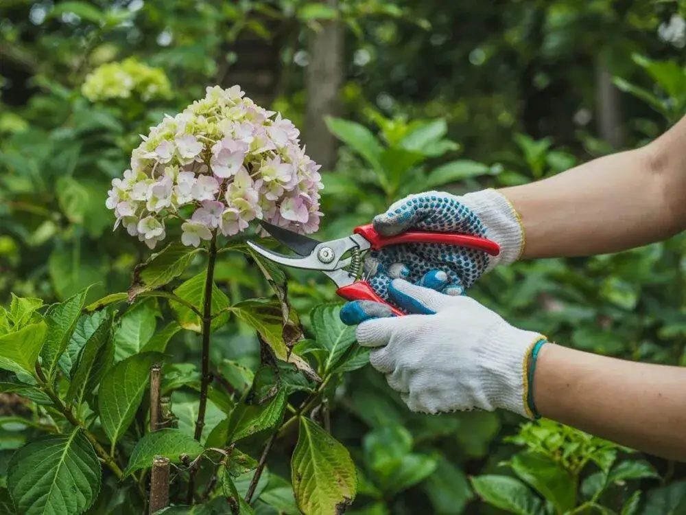 Błędy w przycinaniu hortensji bukietowej