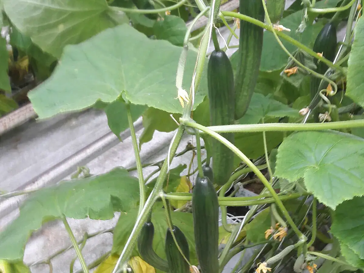 Dojrzałe og&oacute;rki w tunelu, gotowe do zbioru. Zastanawiasz się, czym zasilić og&oacute;rki w tunelu, by rosły bujnie?