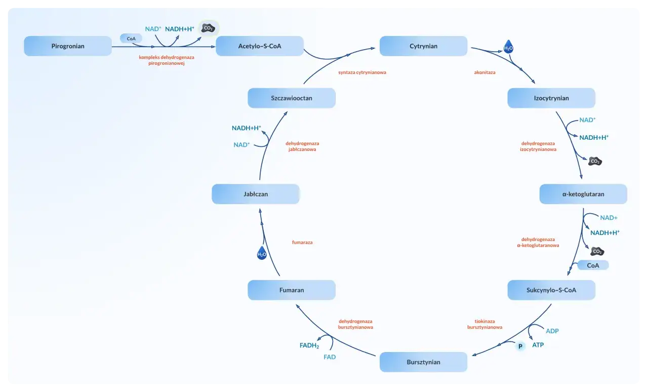 Cykl ATP ADP schemat
