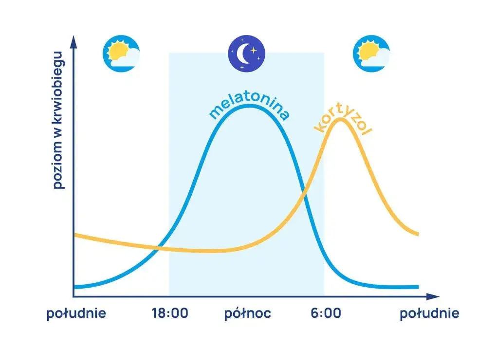 Wykres poziomu kortyzolu w ciągu doby