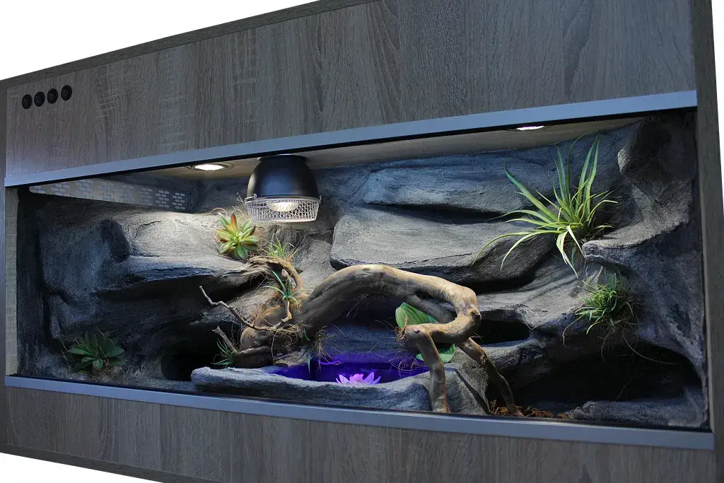 terrarium dla węża zbożowego wyposażenie