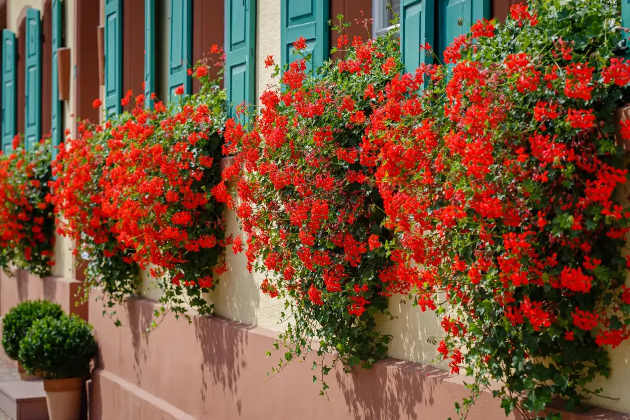 Obfite, czerwone kwiaty zwisające na balkon tworzą kaskadę barw.