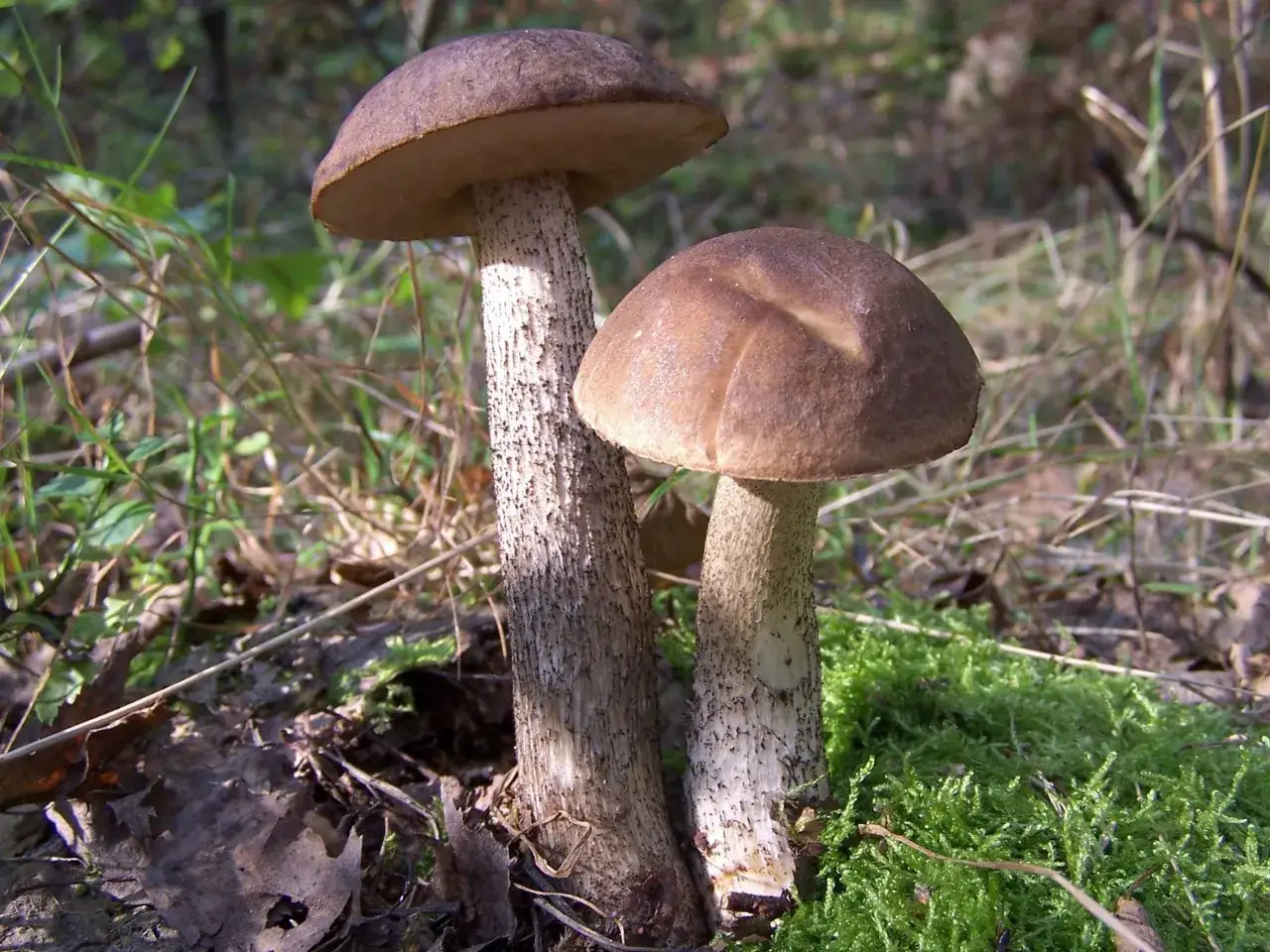 Zdjęcie Grzyb stojak: jak rozpoznać koźlarza babkę na spacerze w lesie