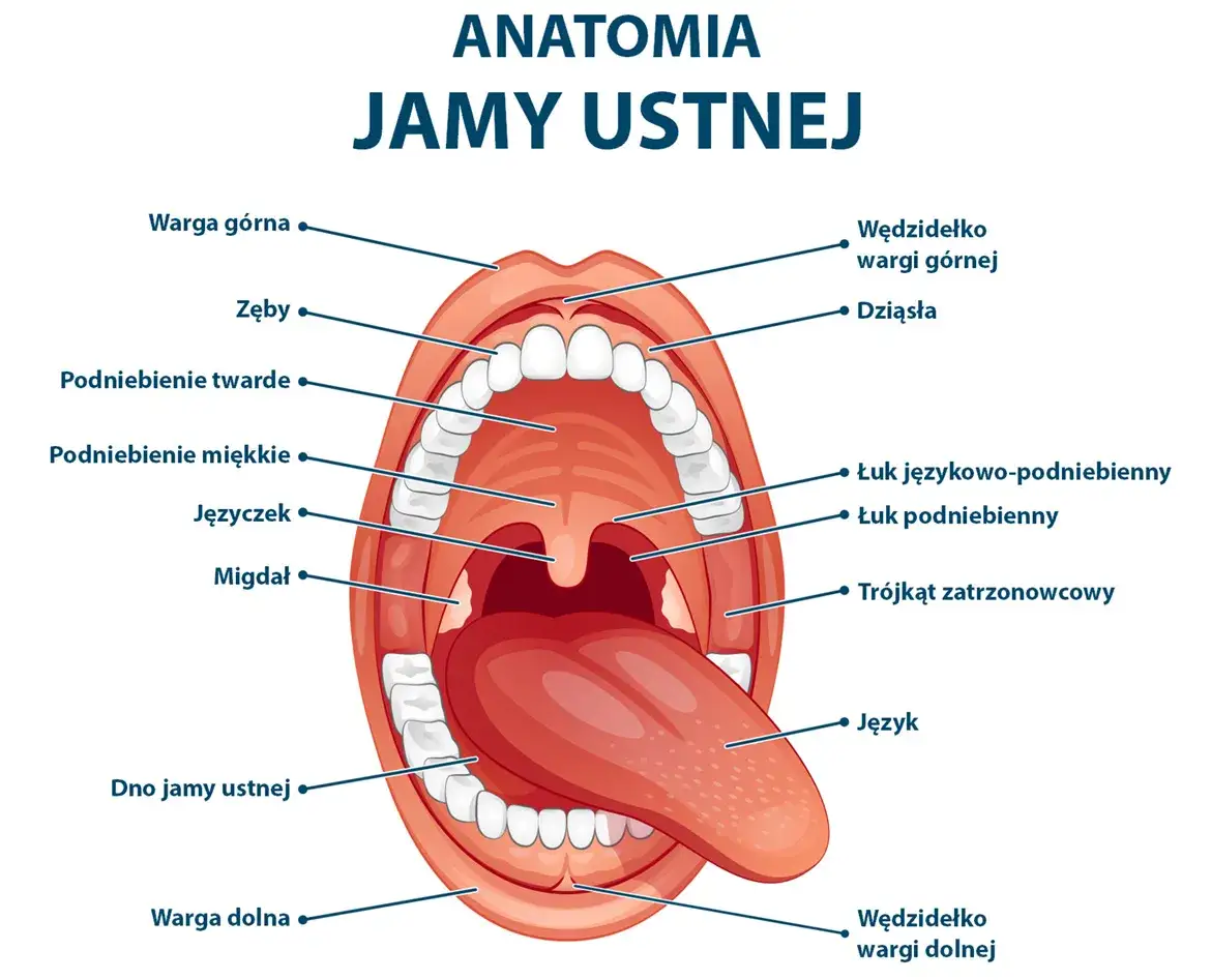 funkcje błony śluzowej jamy ustnej infografika
