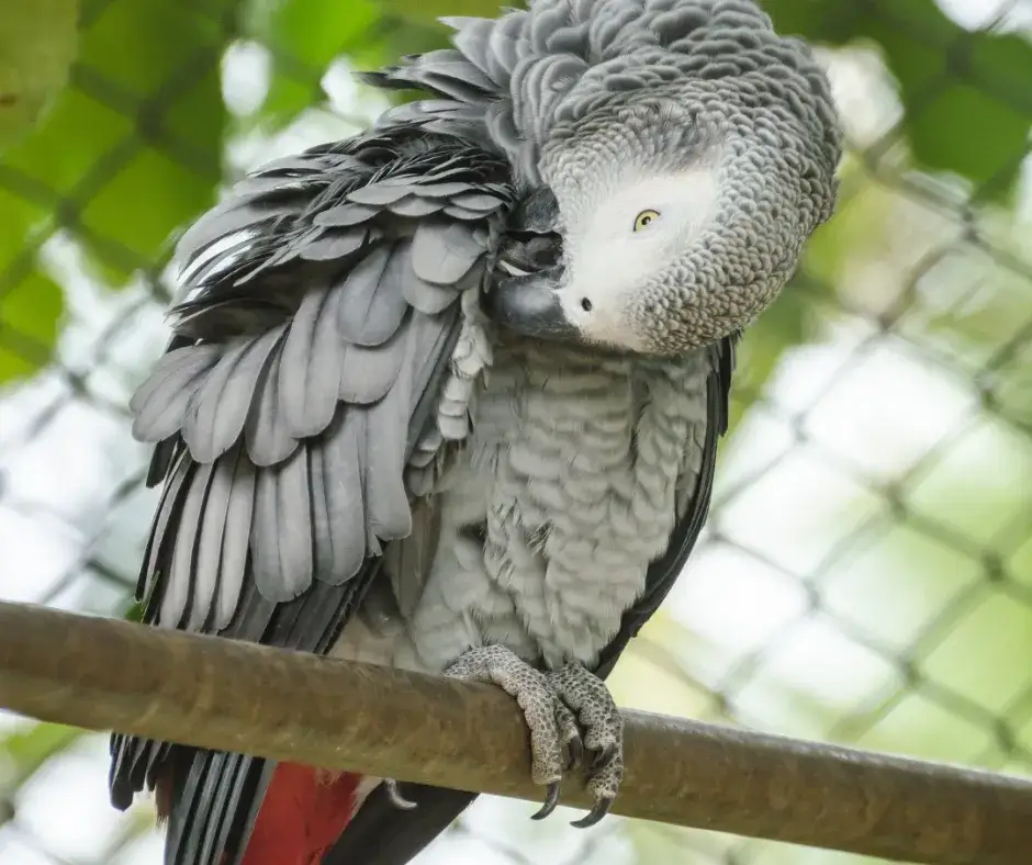 Zdjęcie Jak papugi się rozmnażają - kluczowe informacje o hodowli i opiece