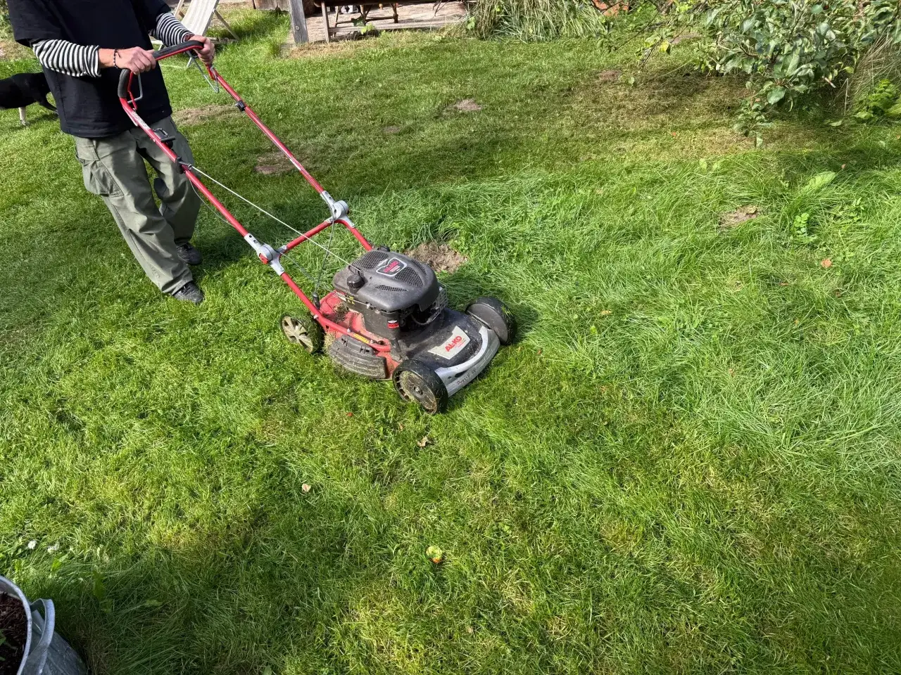 Osoba kosi trawę kosiarką. Zbyt częste koszenie trawy może osłabić jej wzrost, ale teraz jest ona równo przycięta.