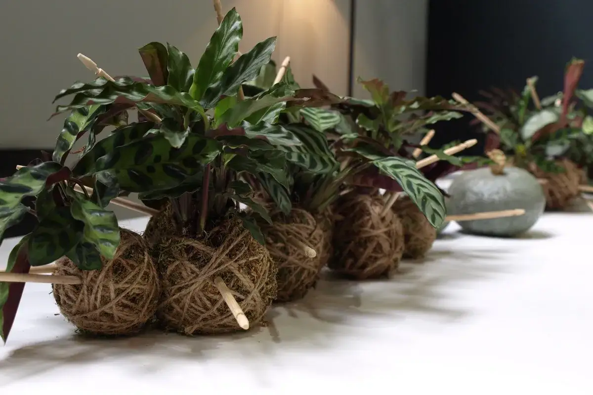 Rośliny w kulach z mchu i sznurka, czyli kokedama. To co to jest, widać na zdjęciu: żywe dekoracje.