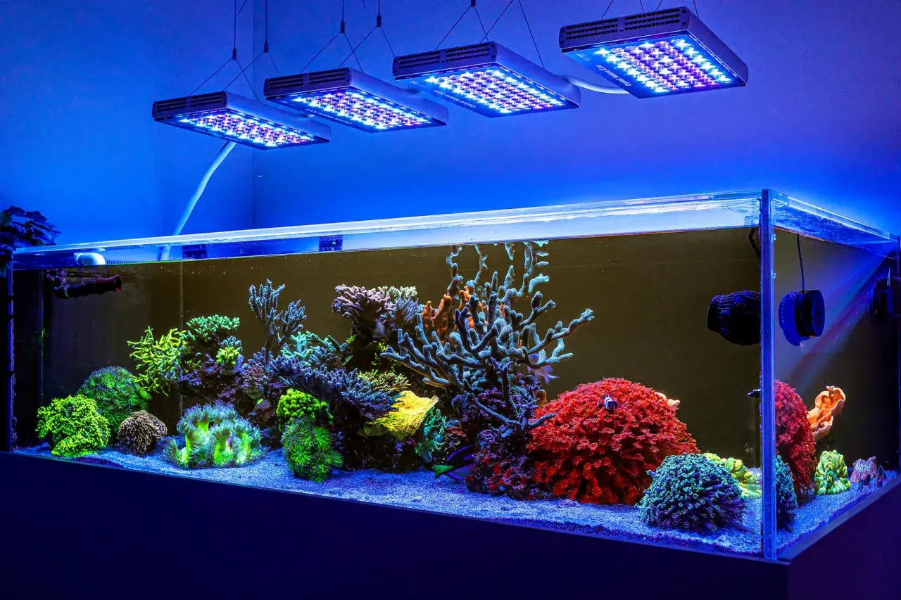 Kolorowe koralowce w akwarium morskim, oświetlone lampami LED. Idealne jakie oświetlenie do akwarium dla zdrowia i wzrostu podwodnego życia.