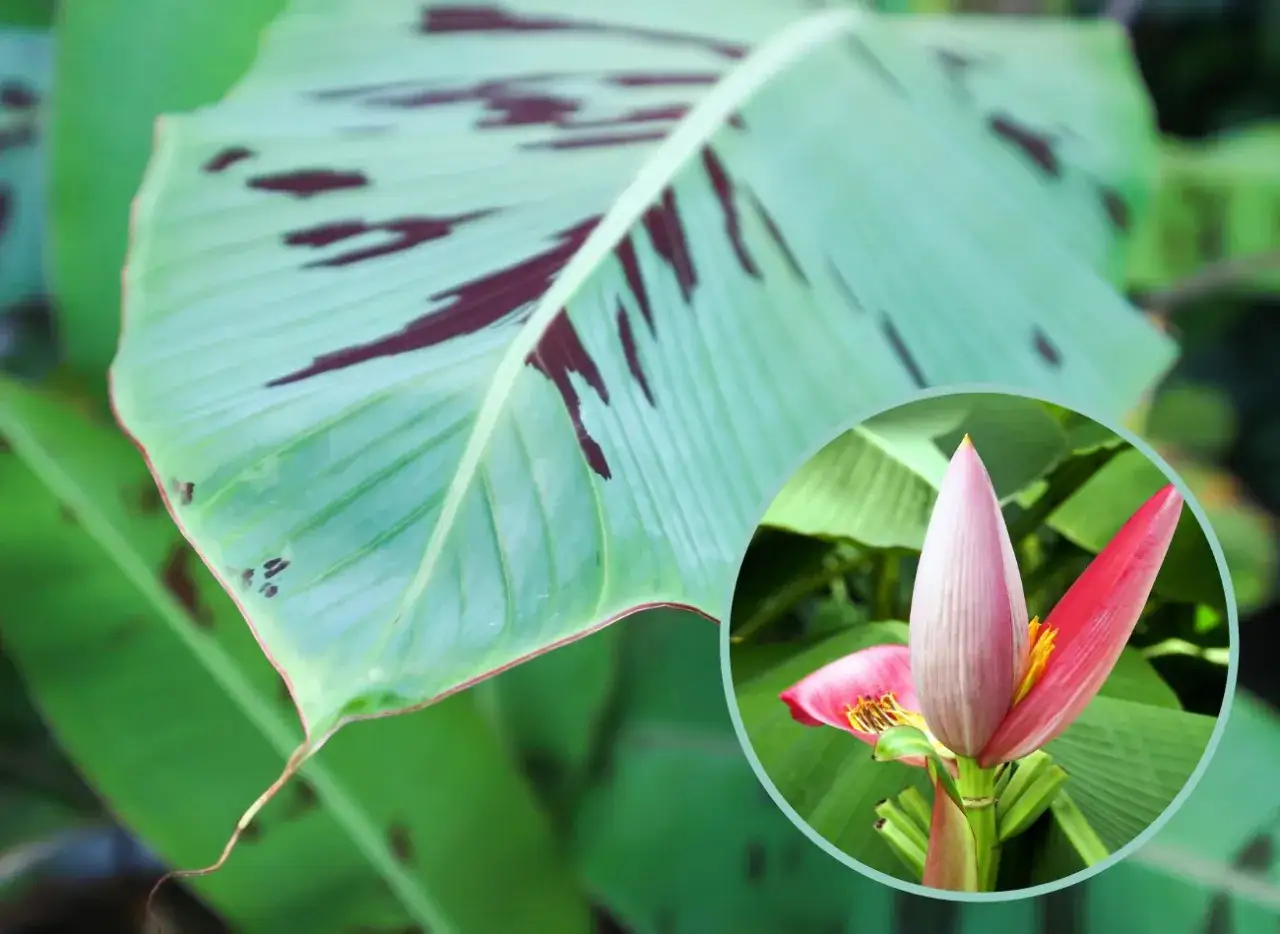 kwitnące bananowce domowe odmiany