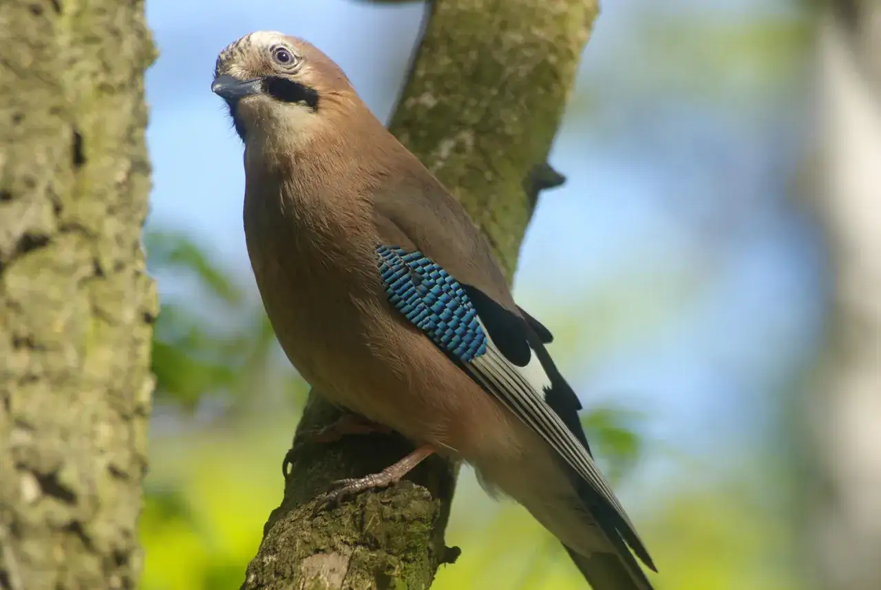 Sójka z błękitnymi piórami na skrzydłach siedzi na gałęzi. Czy sójki zimują w Polsce? Tak, te piękne ptaki zostają u nas na zimę.