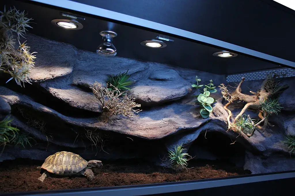 ż&oacute;łw grecki w terrarium z oświetleniem UVB