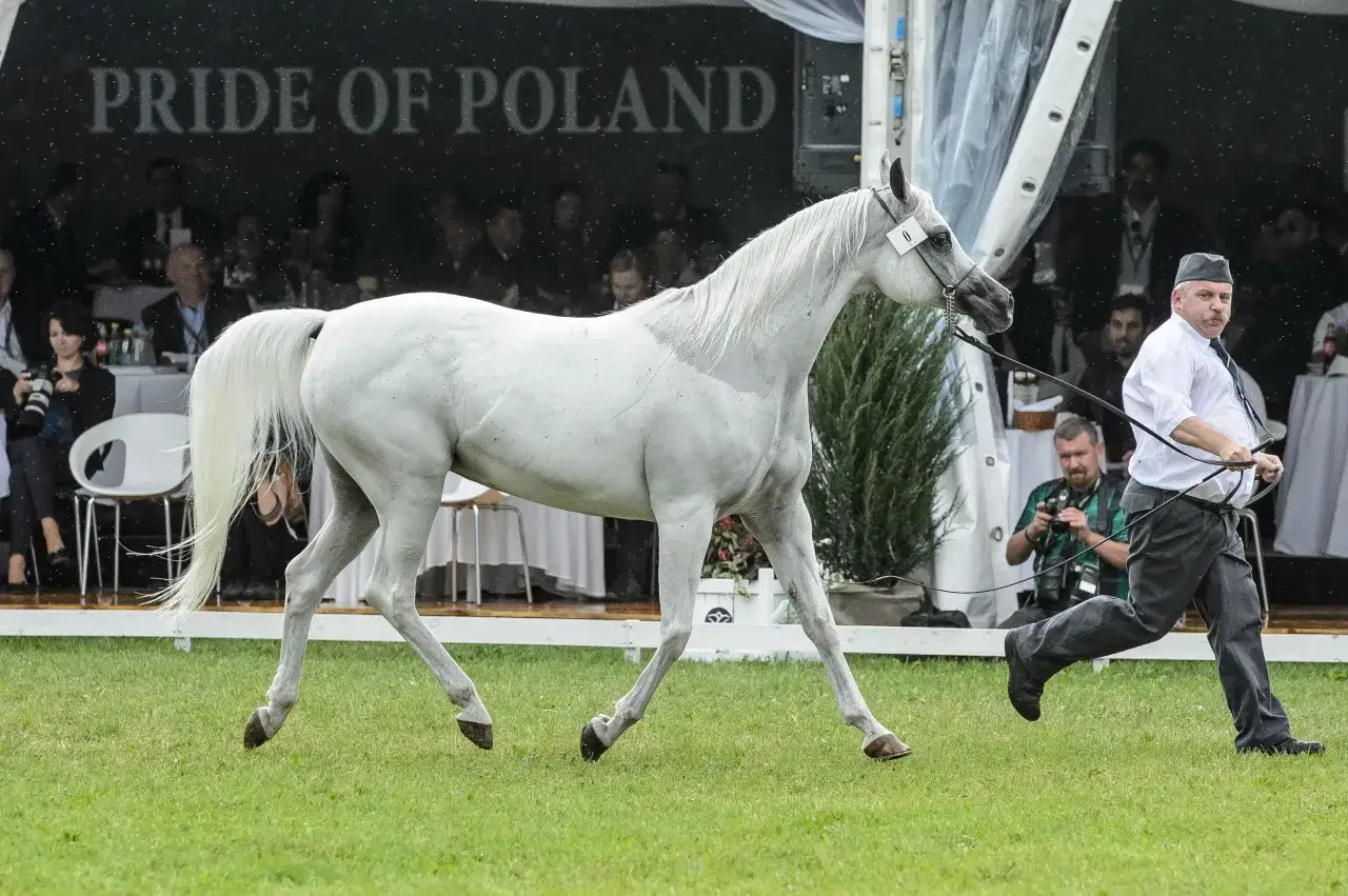 Aukcja Pride of Poland Jan&oacute;w Podlaski