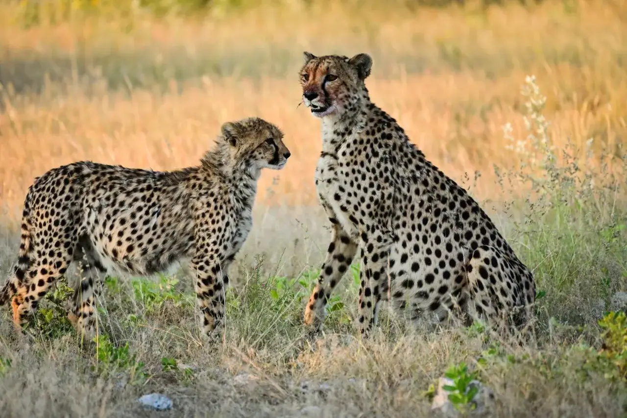 Dwa gepardy, matka i młode, w trawiastym krajobrazie Kenii. To wspaniałe walory przyrodnicze.