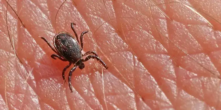 Zdjęcie Jak duży jest kleszcz? Zaskakujące wymiary i ich znaczenie dla zdrowia