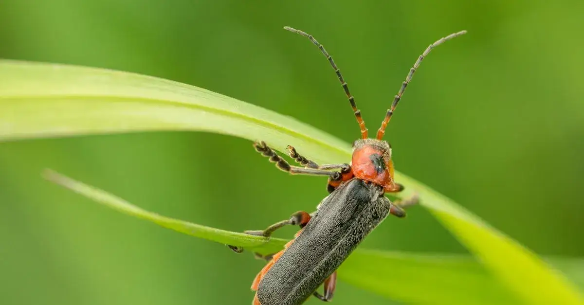 Zdjęcie Plaga owadów: Jak skutecznie zwalczać i radzić sobie z problemem?