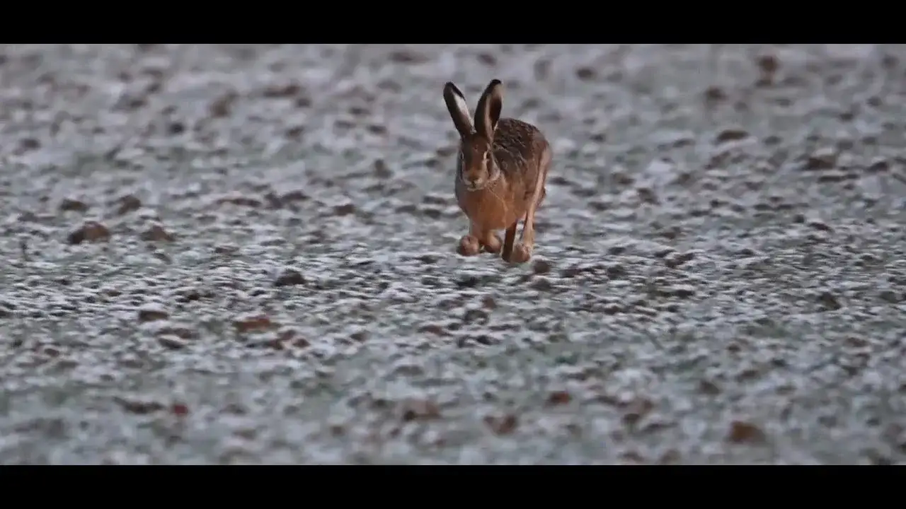 Zdjęcie Jak szybko biega zając? Odkryj jego niesamowitą prędkość