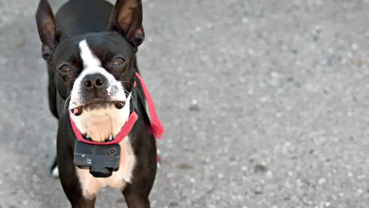 Zdjęcie Czy obroża elektryczna jest bezpieczna dla psa? Oto co musisz wiedzieć