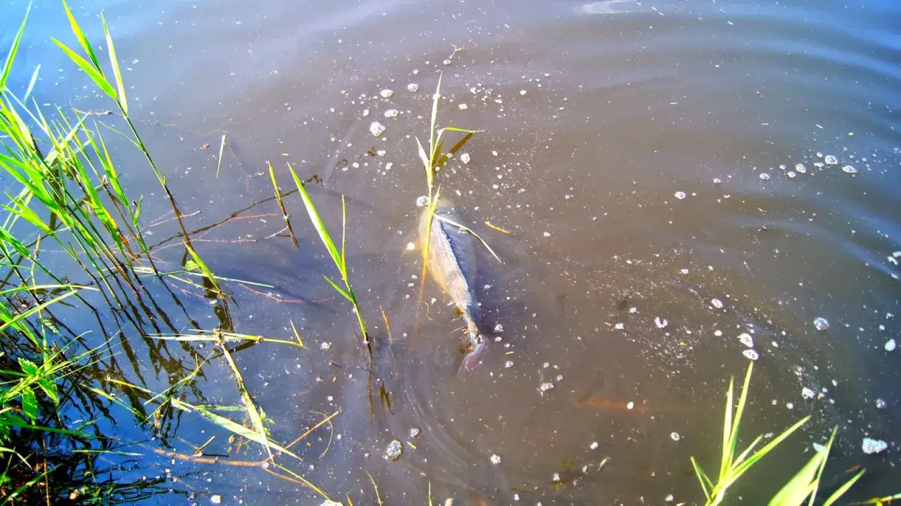 Zdjęcie Łowisko Bażyna - odkryj najlepsze miejsca na wędkowanie i relaks