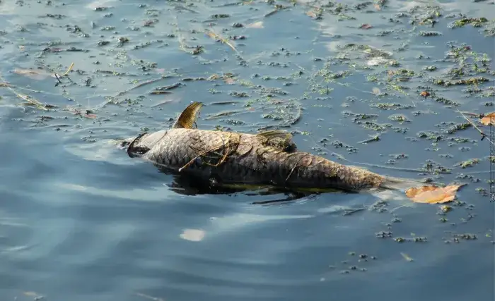 Zdjęcie Jezioro Lubinieckie: zanieczyszczenie, ryby i poprawa jakości wód