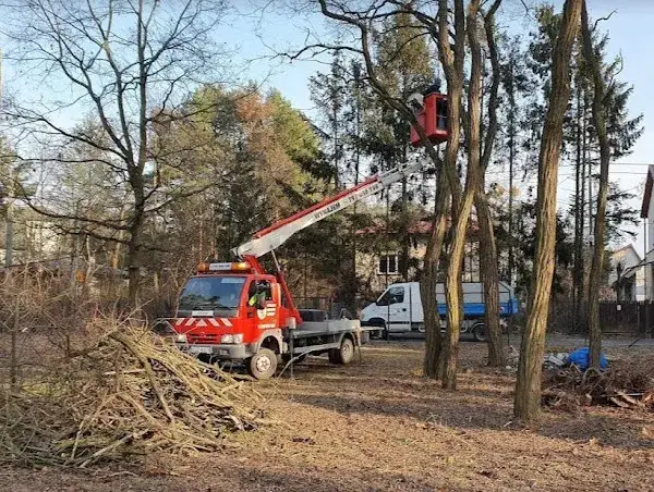 Zdjęcie Jak wyciąć drzewo bezpiecznie? Kluczowe techniki i przepisy prawne