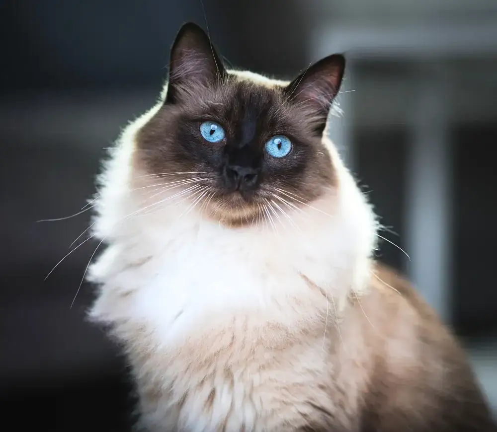 Zdjęcie Czy Ragdoll gubi sierść? Odkryj prawdę o linieniu tych kotów