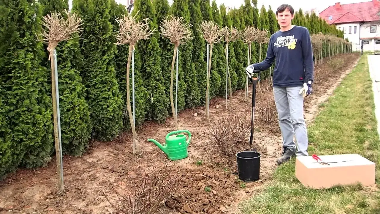 Zdjęcie Róża gdzie sadzić: odkryj idealne miejsca i warunki dla róż