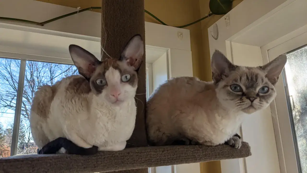 Zdjęcie Cornish Rex vs Devon Rex: Kluczowe różnice, które musisz znać