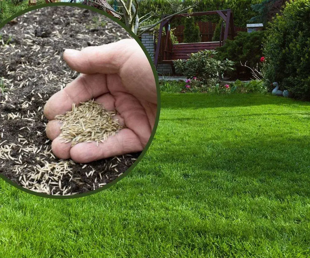 Zdjęcie Kiedy siać trawnik, aby uniknąć błędów i uzyskać piękny efekt