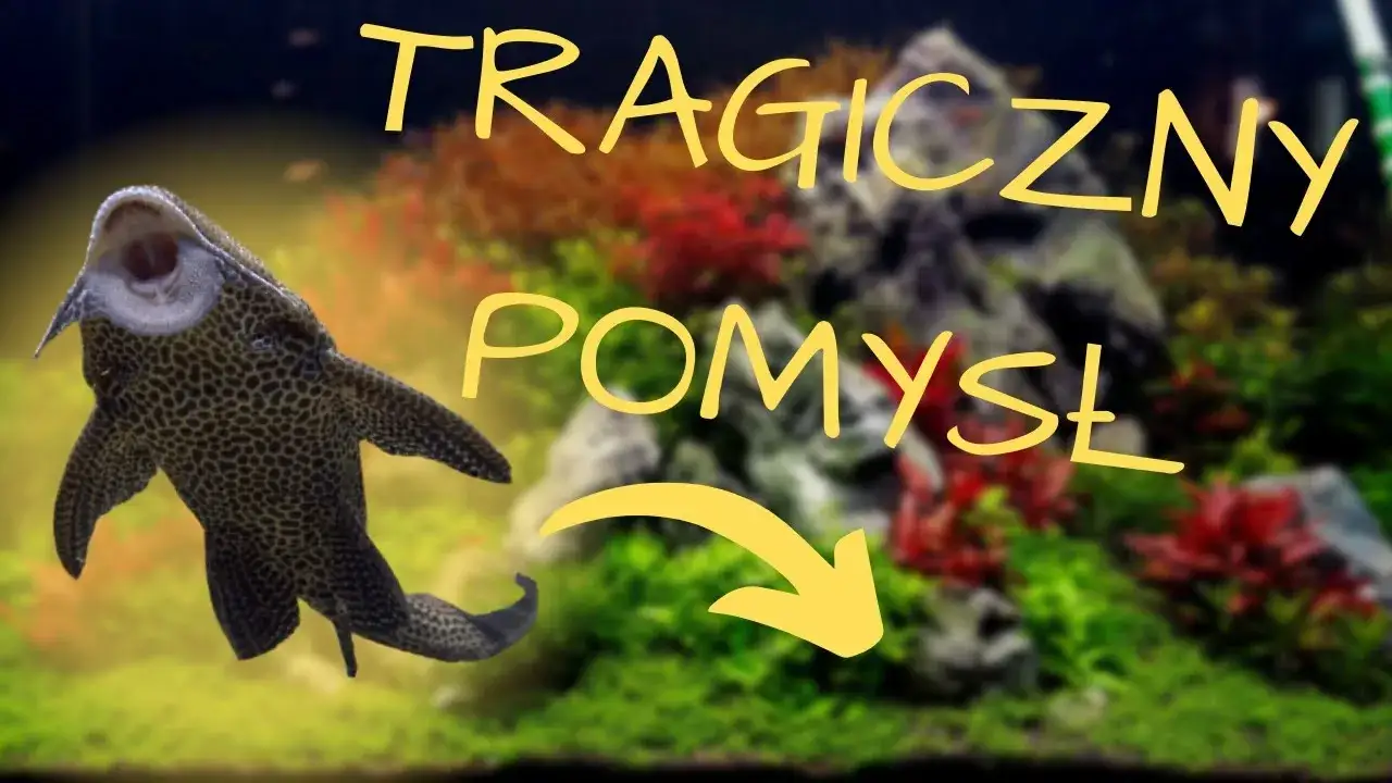 Zdjęcie Czy glonojad może być z bojownikiem? Unikaj problemów w akwarium