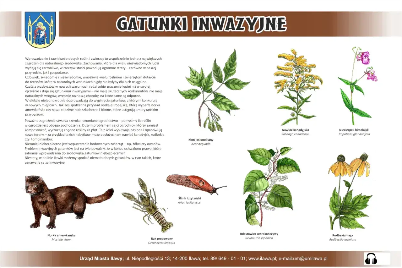 Norka amerykańska, rak pręgowany i nawłoć kanadyjska to przykłady gatunków inwazyjnych w Polsce, które zagrażają rodzimej faunie i florze.