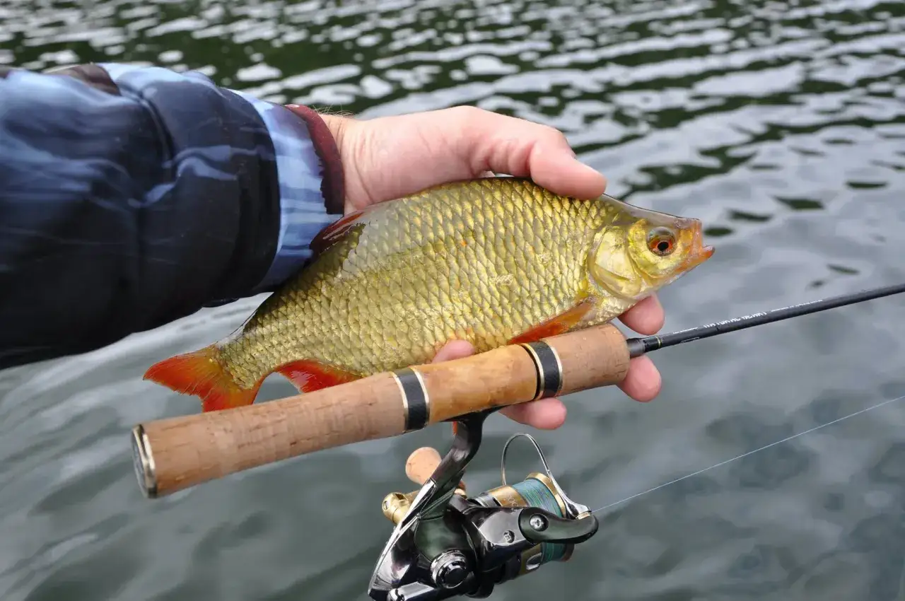 Wędki spinningowe na r&oacute;żne gatunki ryb