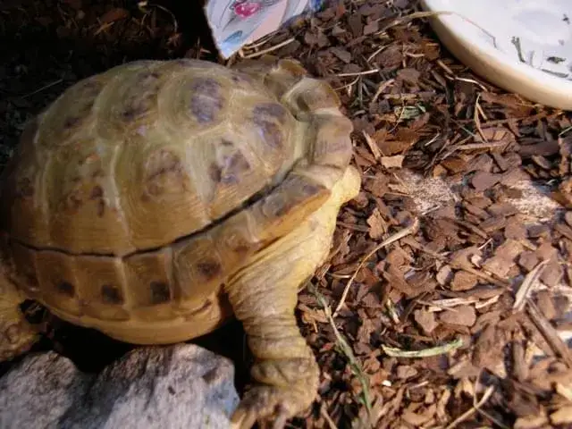 Ż&oacute;łw grecki z objawami krzywicy pancerza