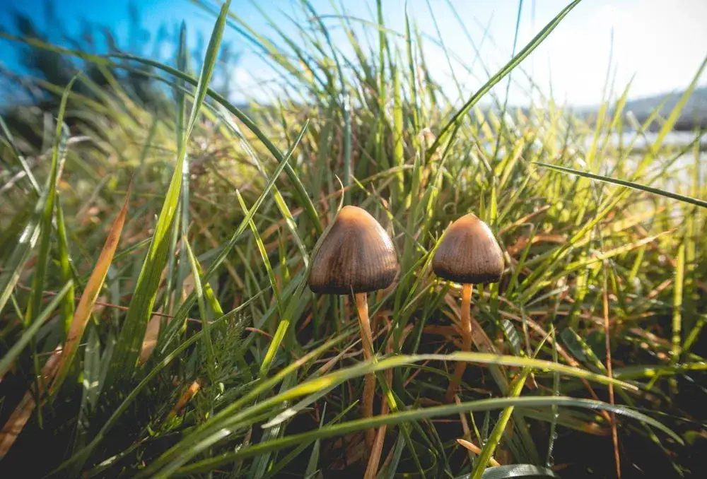 Łysiczka lancetowata identyfikacja, Psilocybe semilanceata cechy charakterystyczne