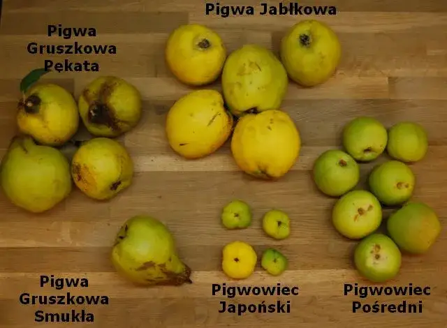 pigwa vs pigwowiec owoce porównanie