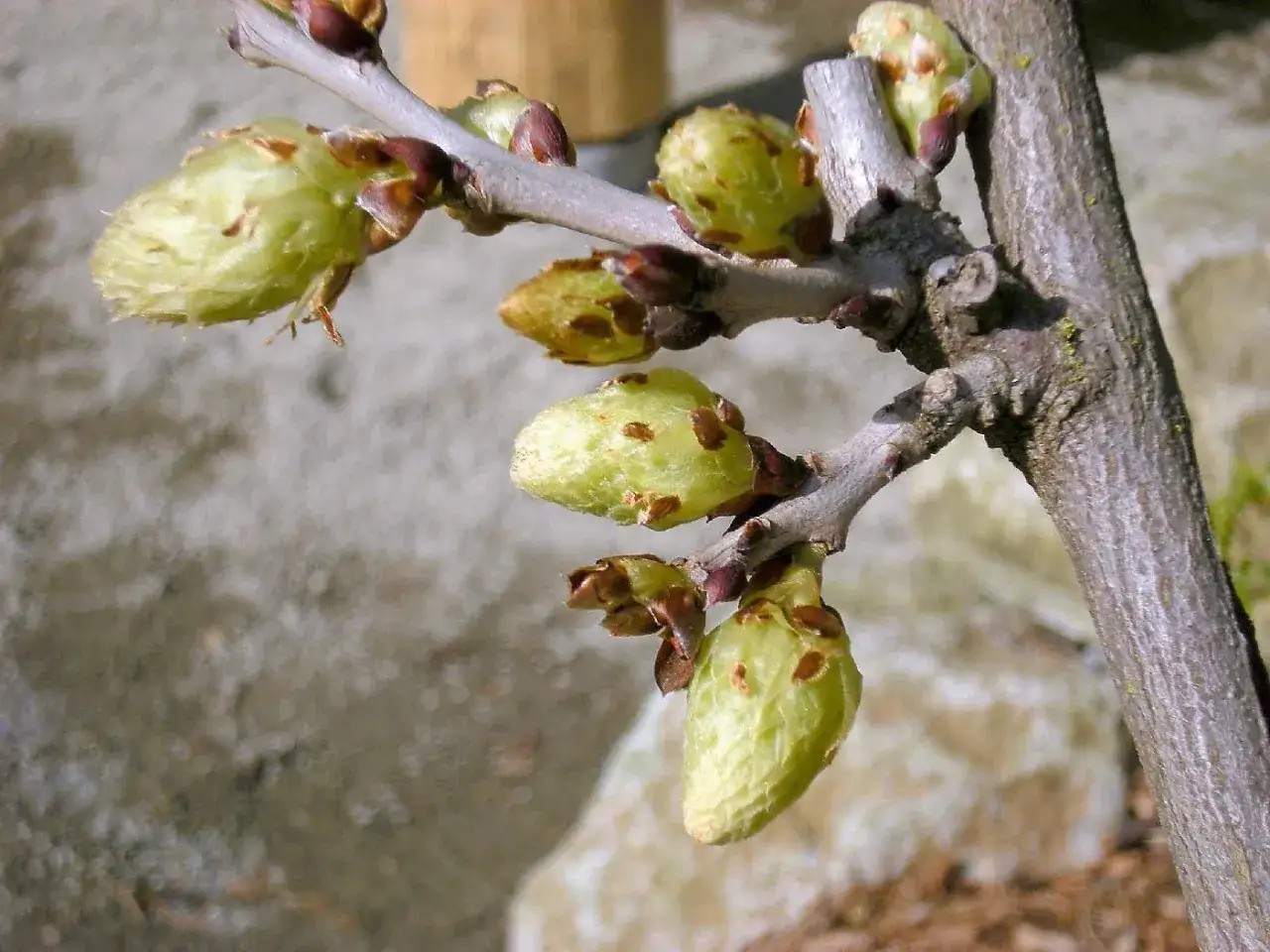 Pąki wisterii, gotowe do rozwoju po zimowym przycinaniu. Prawidłowa uprawa i pielęgnacja zapewnią obfite kwitnienie.