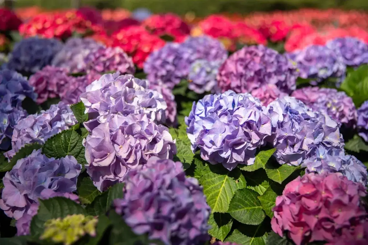 Piękne, fioletowe i r&oacute;żowe hortensje. Dowiedz się, jak zakwasić ziemię pod hortensje, by uzyskać takie kolory.