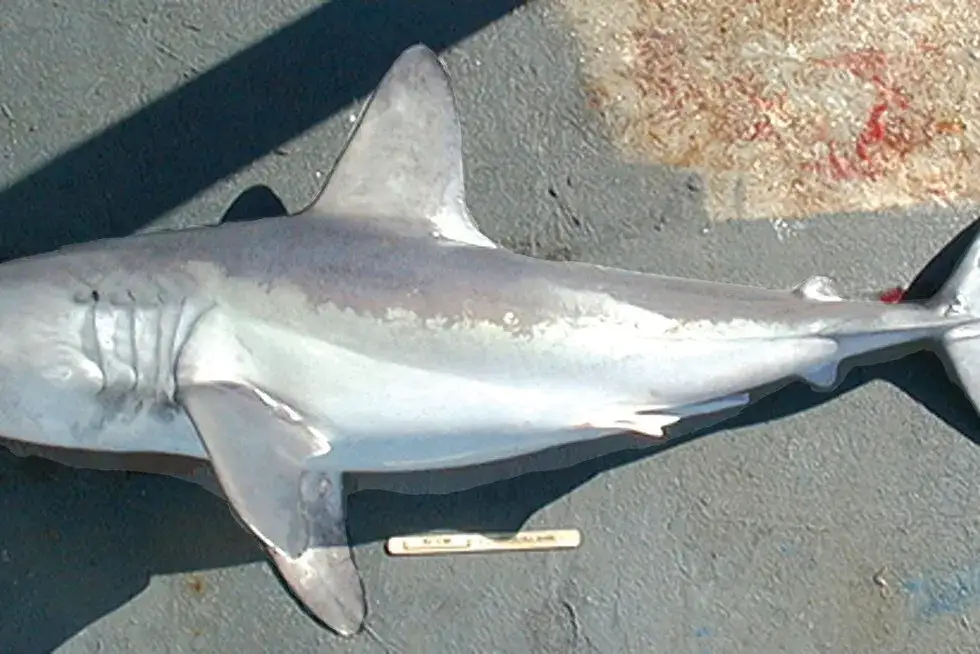 rekiny bałtyckie gatunki infografika