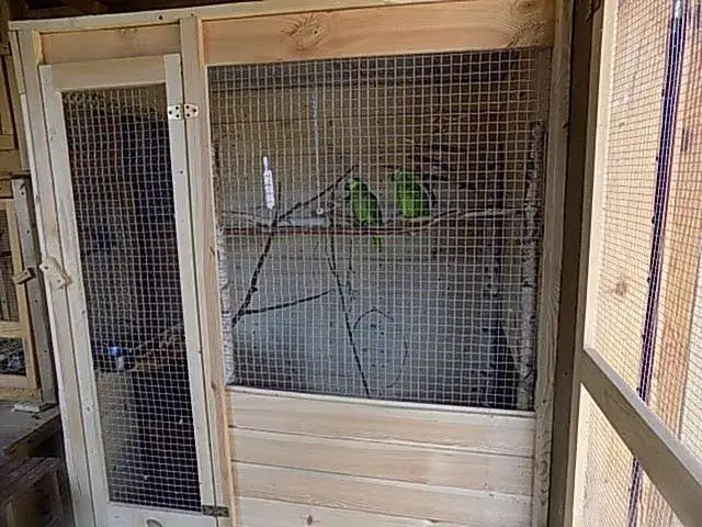 Zdjęcie Jak zrobić wolierę dla papug - proste kroki i ważne wskazówki