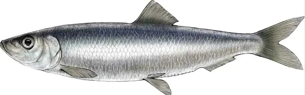 Zdjęcie Kiedy łowić śledzie w Bałtyku: najlepszy czas i miejsca na połów