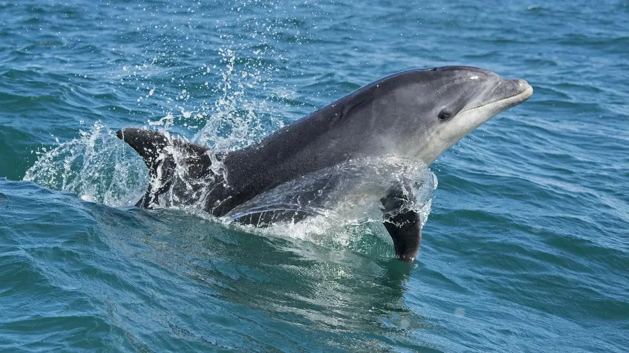 Zdjęcie Czy delfiny są w Bałtyku? Rzadkie obserwacje i ich znaczenie