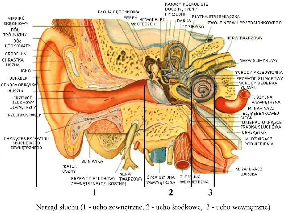 przekr&oacute;j ucha ludzkiego anatomia