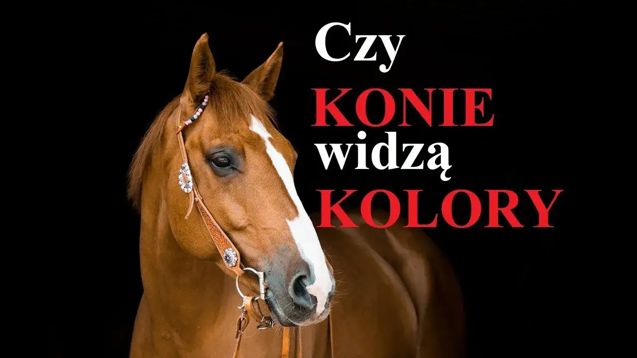 jak konie widzą kolory por&oacute;wnanie