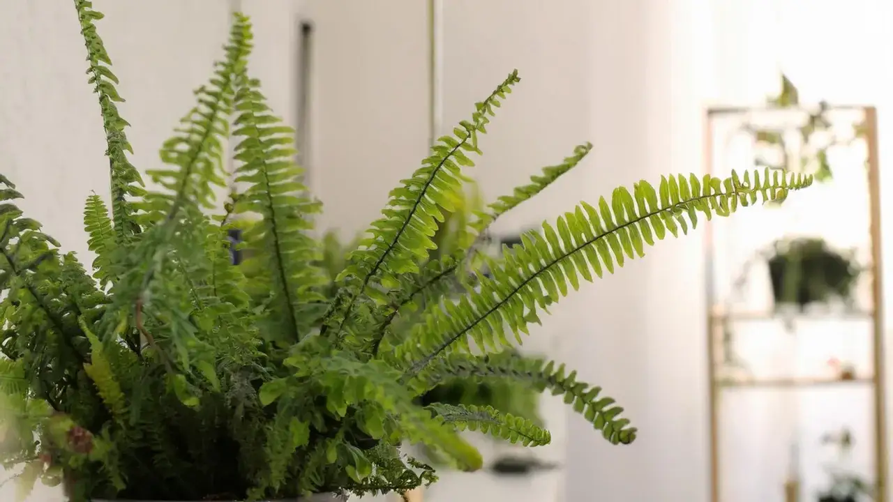 Zielona paprotka w domu to nie tylko ozdoba, ale też sposób na poprawę jakości powietrza i wsparcie zdrowia.