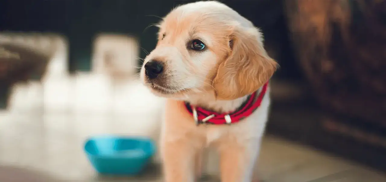Uroczy szczeniak w czerwonej obroży zastanawia się, czy szczeniak może jeść marchewkę. Obok stoi niebieska miseczka.