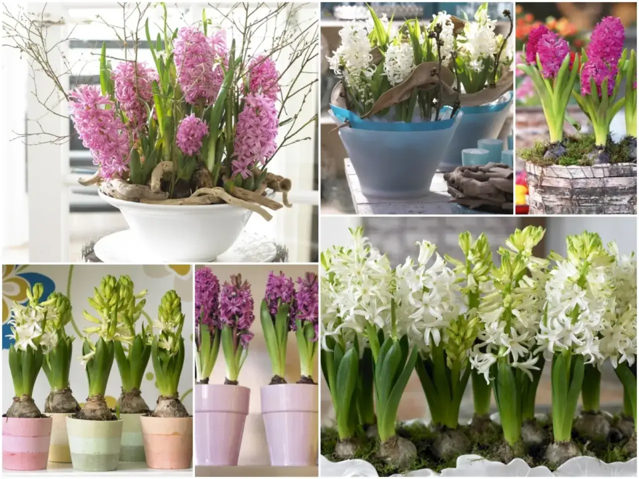 Inspiracje jak sadzić hiacynty w doniczce: r&oacute;żowe, białe i fioletowe kwiaty w r&oacute;żnych aranżacjach.