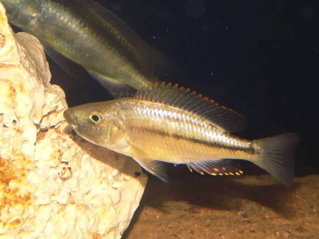 Złociste ryby z jeziora Malawi, z czerwonymi akcentami na płetwach, pływają obok skalistej formacji.