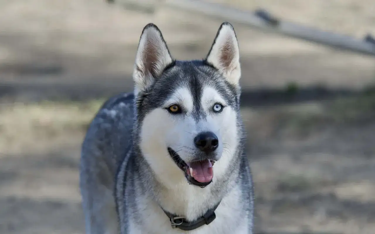 Pies podobny do husky z tęcz&oacute;wkami w r&oacute;żnych kolorach, z otwartym pyskiem i wystawionym językiem.