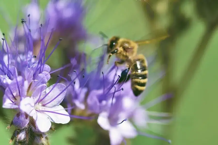 Pszczoły na kwitnącej facelii