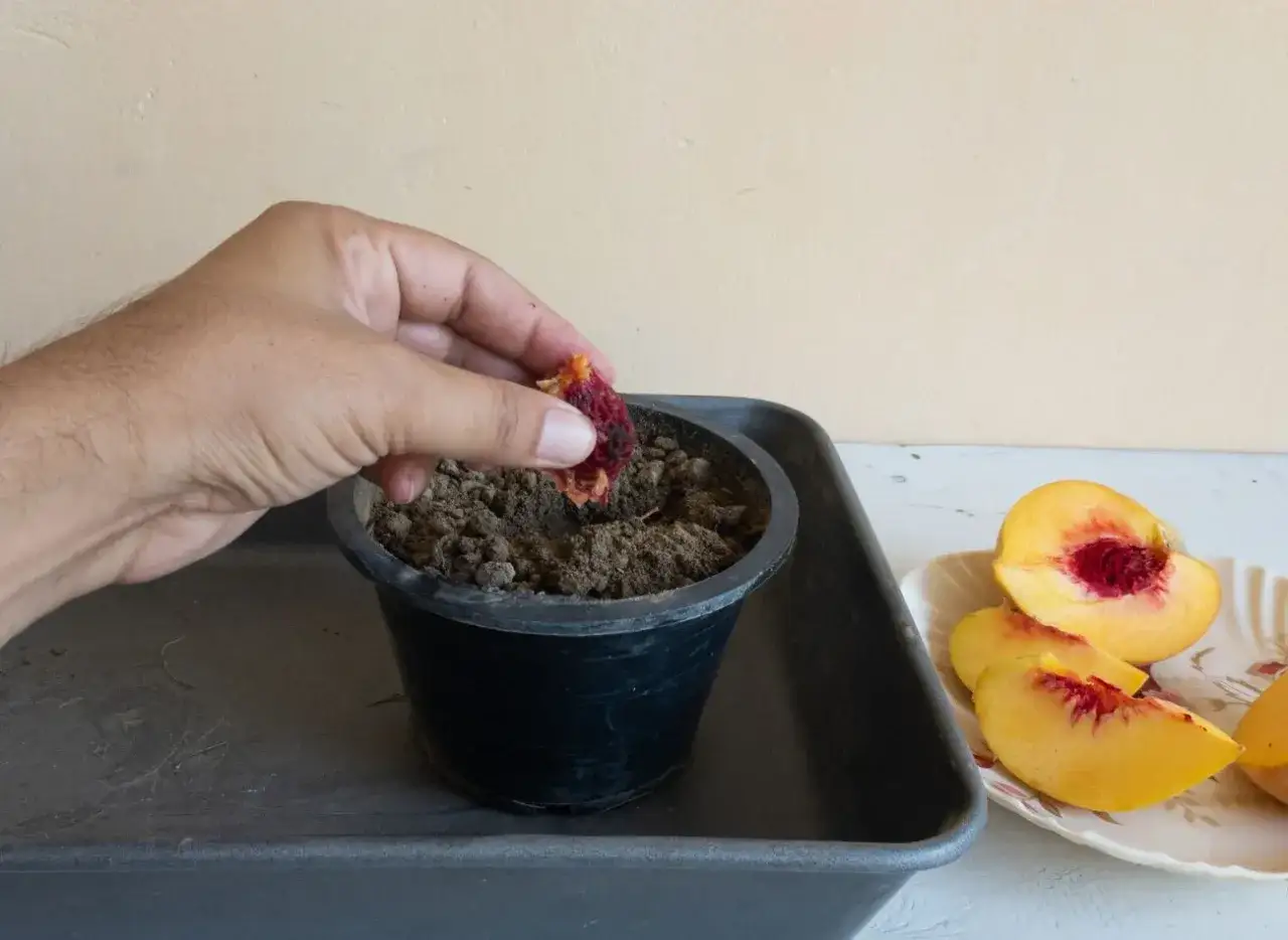Ręka umieszcza pestkę brzoskwini w doniczce z ziemią, rozpoczynając proces jak sadzić brzoskwinię z pestki. Obok leżą pokrojone brzoskwinie.